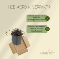 12 Stekelnoot planten | Acaena microphylla 'Kupferteppich' | Tuinplanten | Planten