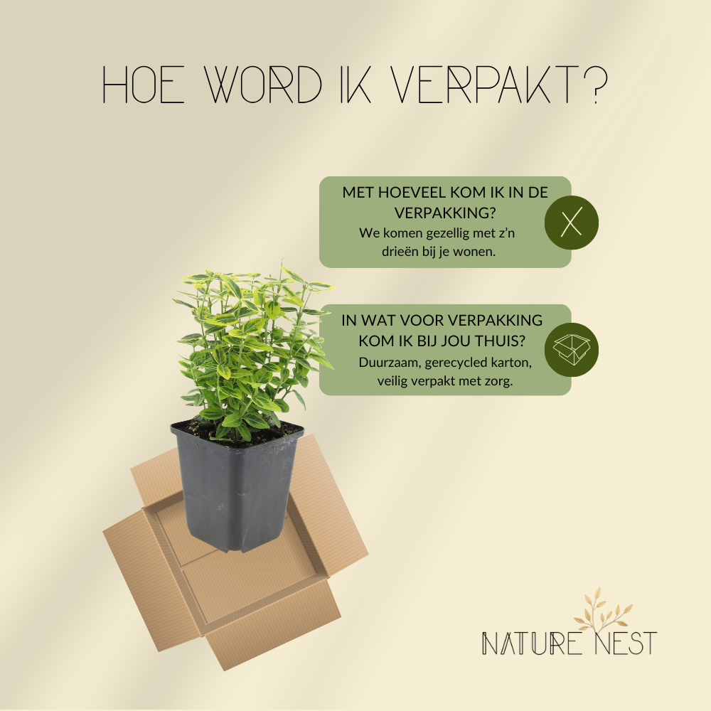 3 Gele Kardinaalsmuts Planten | Euonymus 'Emerald 'n Gold' | Tuinplanten | Planten