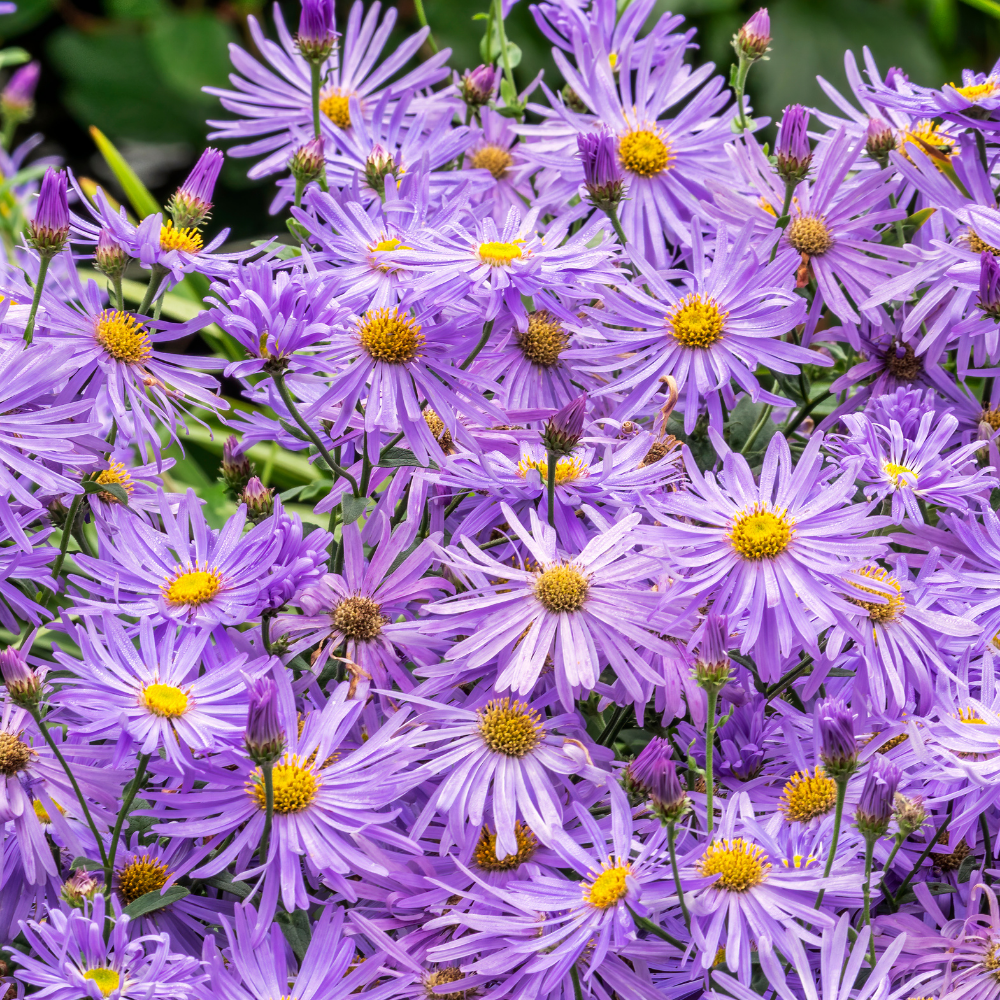 Aster frikartii Mönch (Herfst Aster), Set van 3, Paarse herfstbloei
