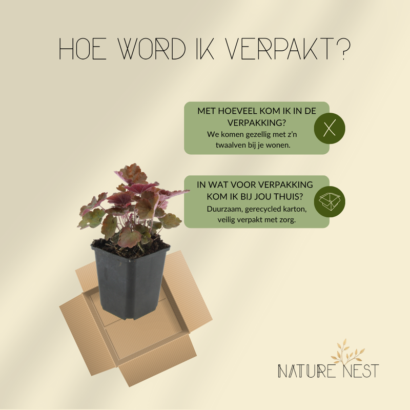 12 Purperklokjes Planten | Heuchera micrantha 'Palace Purple' | Tuinplanten