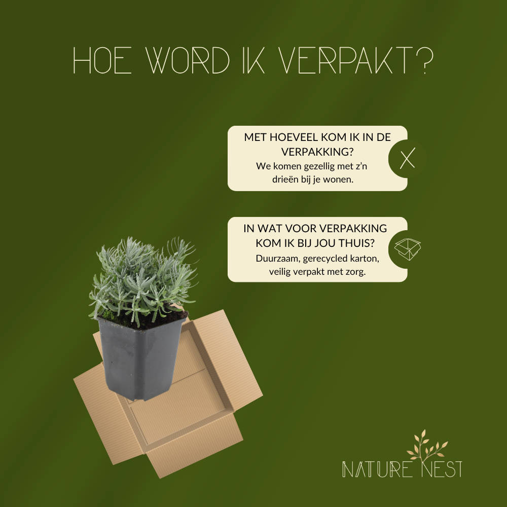 3 Lavendelplanten | Lavandula angustifolia 'Hidcote' | Tuinplanten | Planten