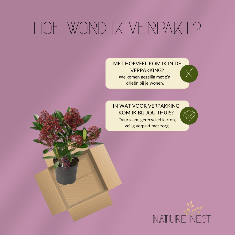 Skimmia Japonica 'Rubella' (3 stuks)