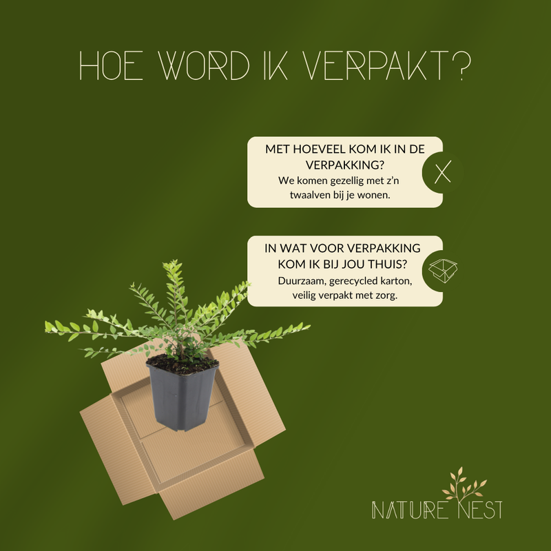 12 Struikkamperfoelie planten | Lonicera nitida 'Maigrün' | Tuinplanten | Planten