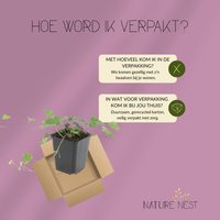 12 Klimopplanten | Hedera helix 'Glacier' | Tuinplanten | Planten