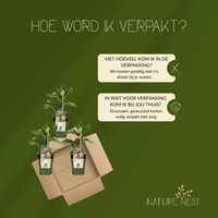 3 Kiwi Planten | 100% Biologische Fruitplanten | Kiwi Bessen | Tuinplanten