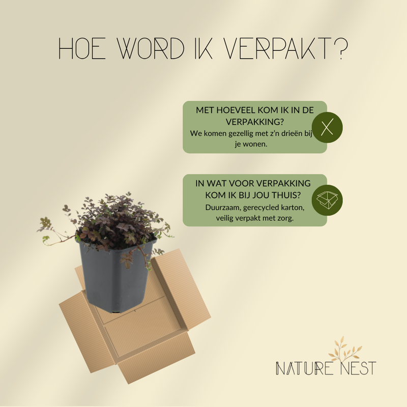 3 Stekelnoot planten | Acaena microphylla 'Kupferteppich' | Tuinplanten | Planten