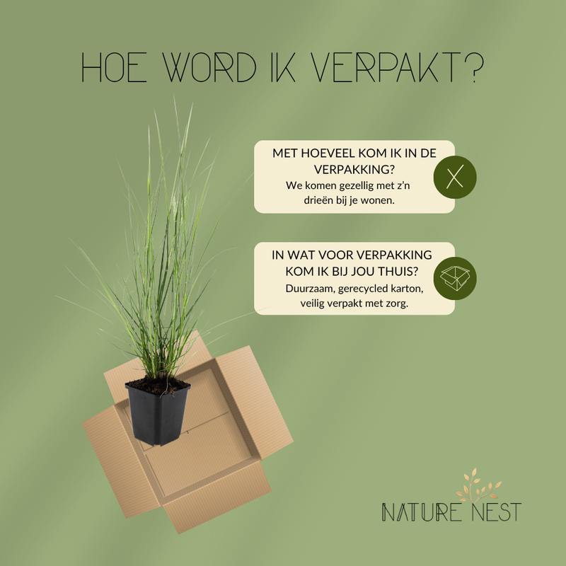 3 Lampenpoetsergras Planten | Pennisetum alopecuroides 'Hameln' | Tuinplanten