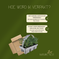 12 Witte lavendel planten - Lavendel angustifolia Edelweiss