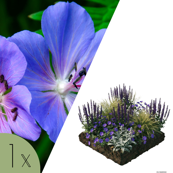 NatureNest Borderpakket Lila