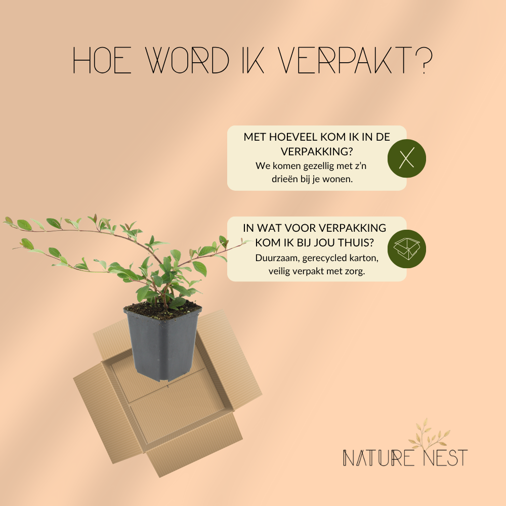 3 Dwergmispel Planten | Cotoneaster dammeri | Tuinplanten | Planten