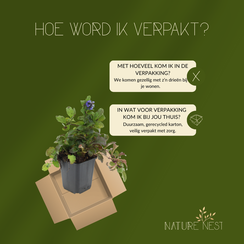 3 Kruipend zenegroen planten | Ajuga reptans | Tuinplanten | Planten