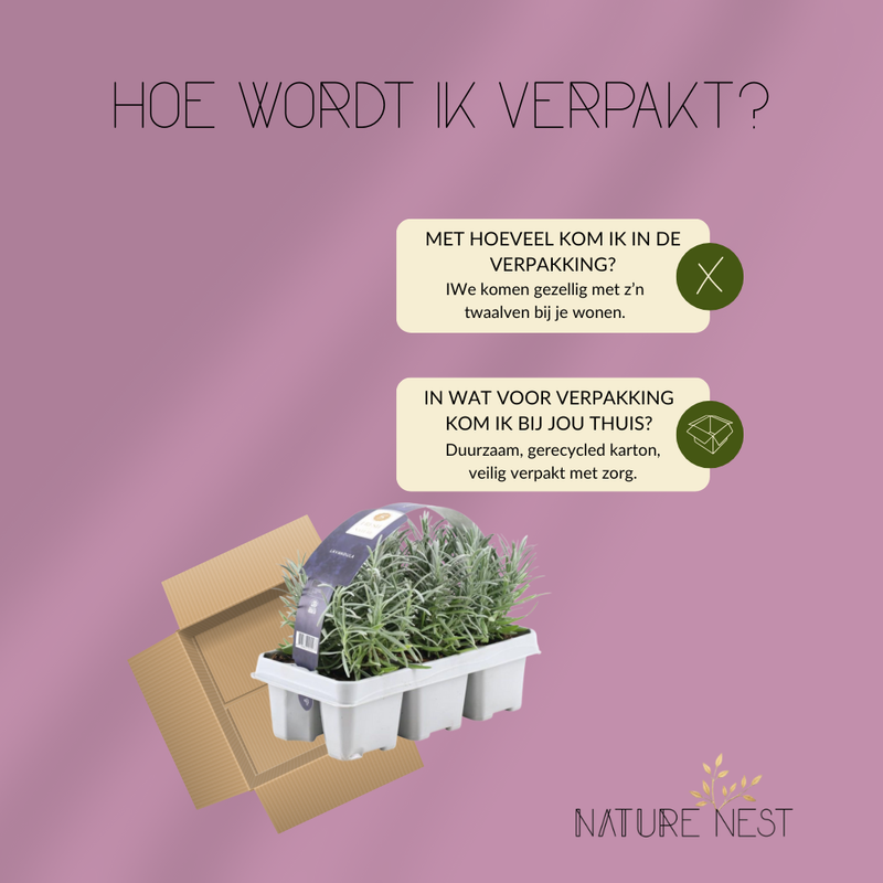 12 Blauwe Lavendelplanten | 12 x Ø7 cm - ↕15 cm | Lavendelplant winterhard | Planten