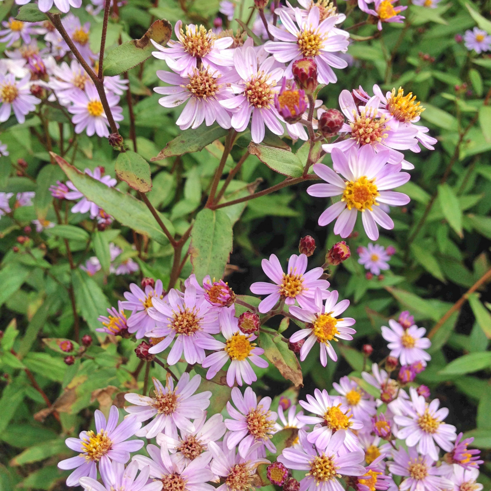 3 Zomeraster ‘Kalimeris incisa Blue Star’ Ø9 cm ↕15 cm