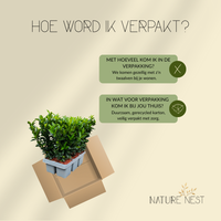 12 Groene Kardinaalsmuts Haagplanten | Euonymus japonicus 'Green Spire'