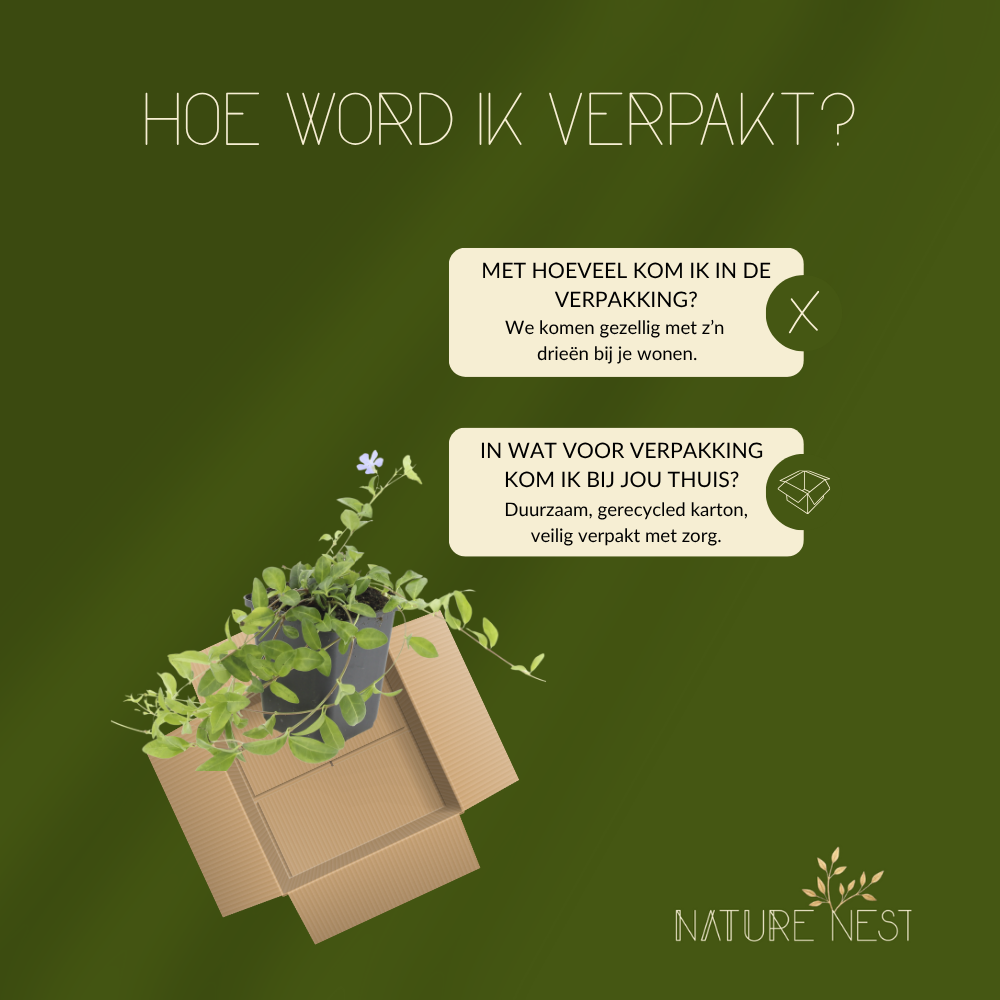 Vinca Minor (Maagdenpalm) Mix set van 3 in de kleuren blauw, paars of wit