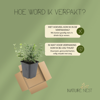 3 Bonte Kardinaalsmuts Planten | Euonymus 'Emerald 'n Gaity' | Tuinplanten