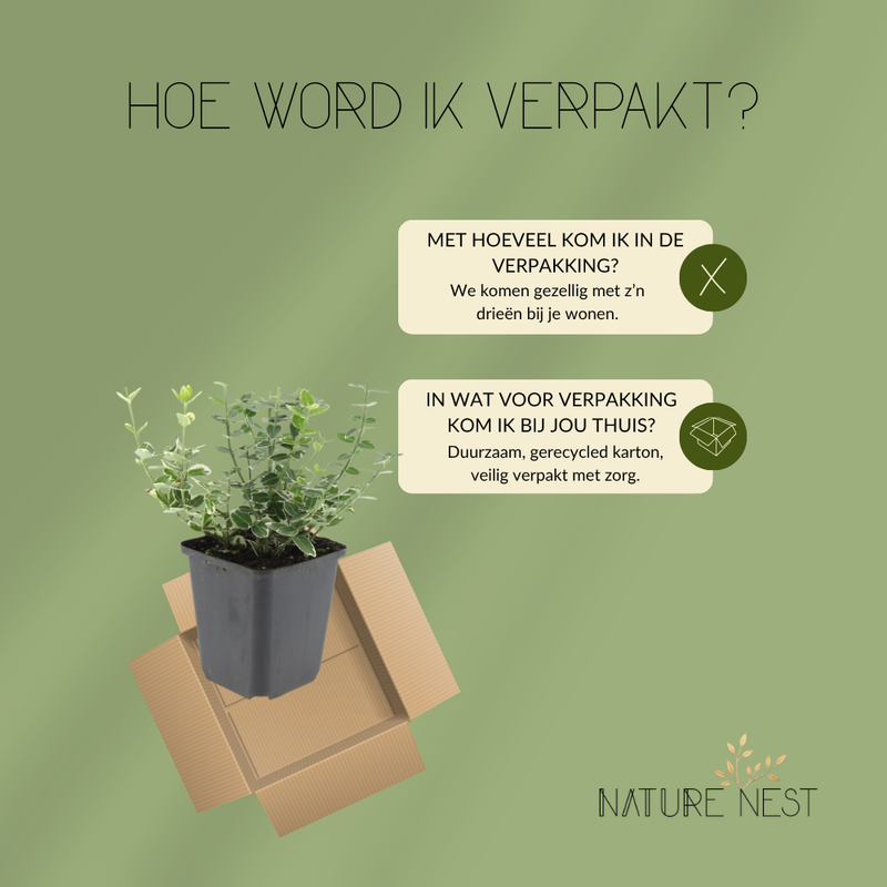 3 Bonte Kardinaalsmuts Planten | Euonymus 'Emerald 'n Gaity' | Tuinplanten