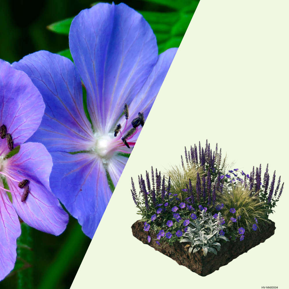 NatureNest Border Package Lila