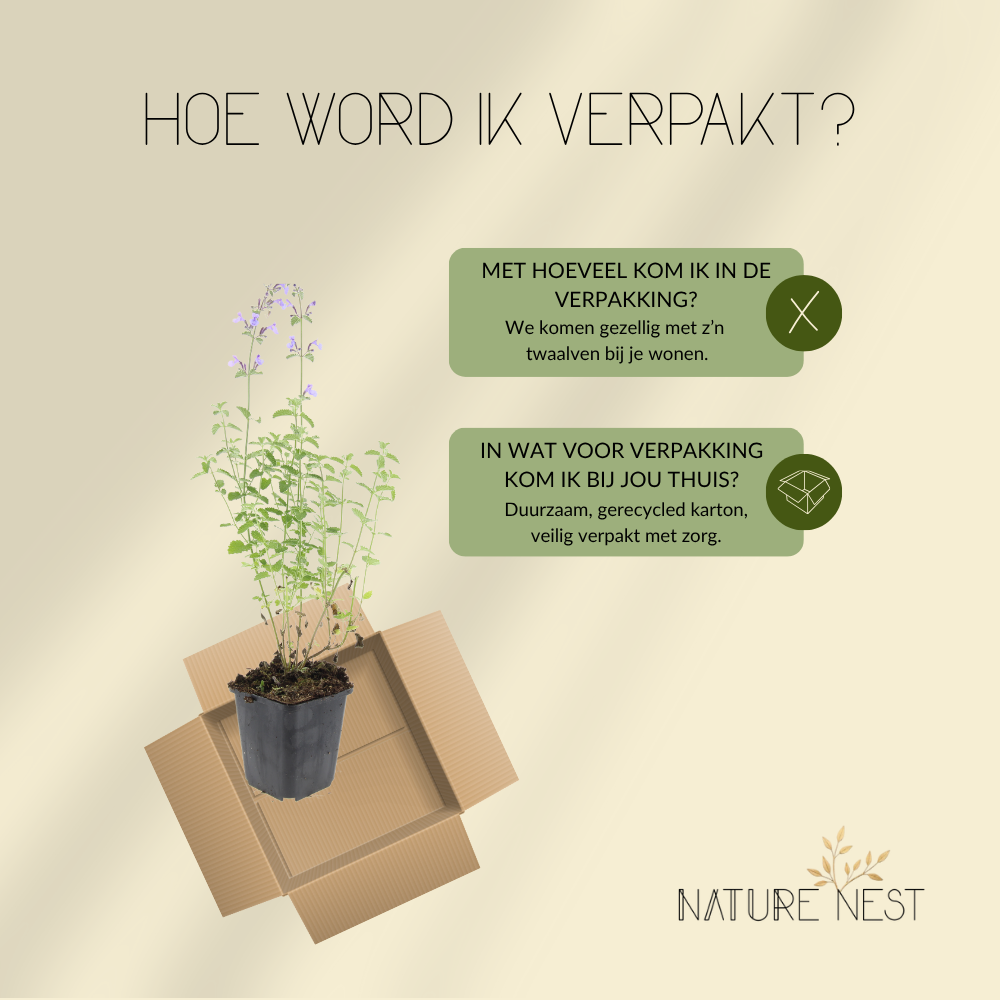12 kattenkruid planten | Nepeta 'Walker's Low' | Tuinplanten | Planten