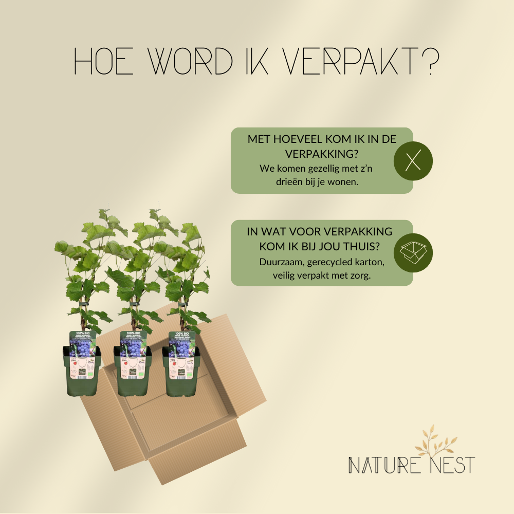 3 Druivenplanten | 100% Biologische Fruitplanten | Druivenplanten