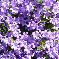 3  Dalmatiëklokje ‘Campanula portenschlagiana’ Ø9 cm ↕15 cm