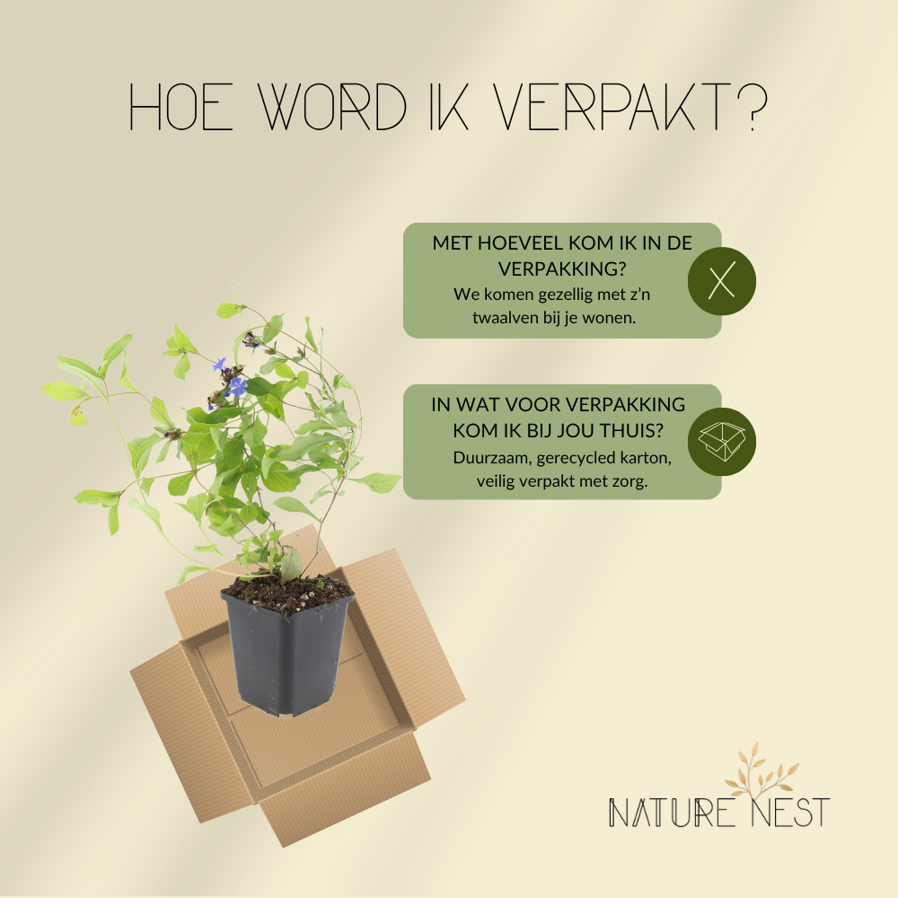 12 loodkruid planten | Ceratostigma plumbaginoides | Tuinplanten | Planten