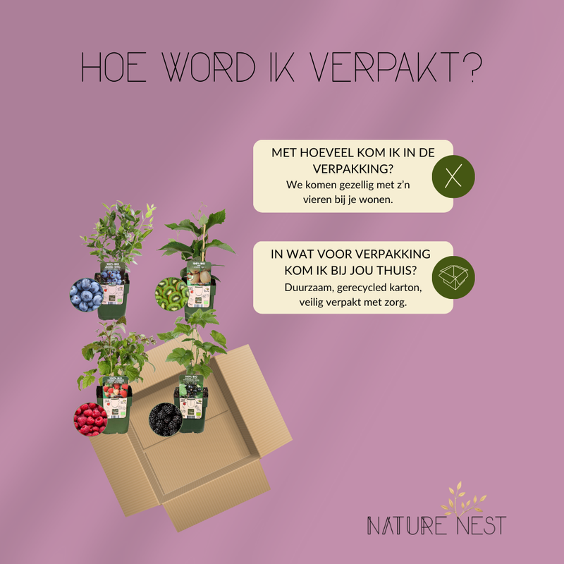 "Zomervruchten" BIO Fruitplanten mix set van 4 verschillende soorten | 100% Biologisch gekweekt