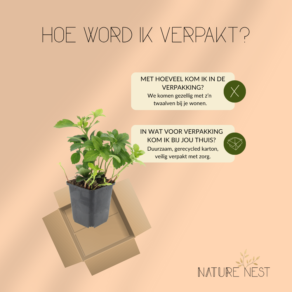 12 Dikkemanskruid planten | Pachysandra terminalis | Tuinplanten | Planten