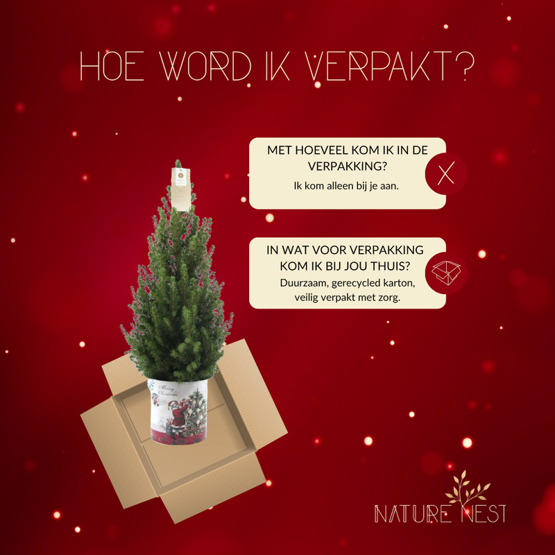 Kerstboom in Kerstman pot | 1x Picea Conica 'December' | 19 cm Ø | 60 cm ↕