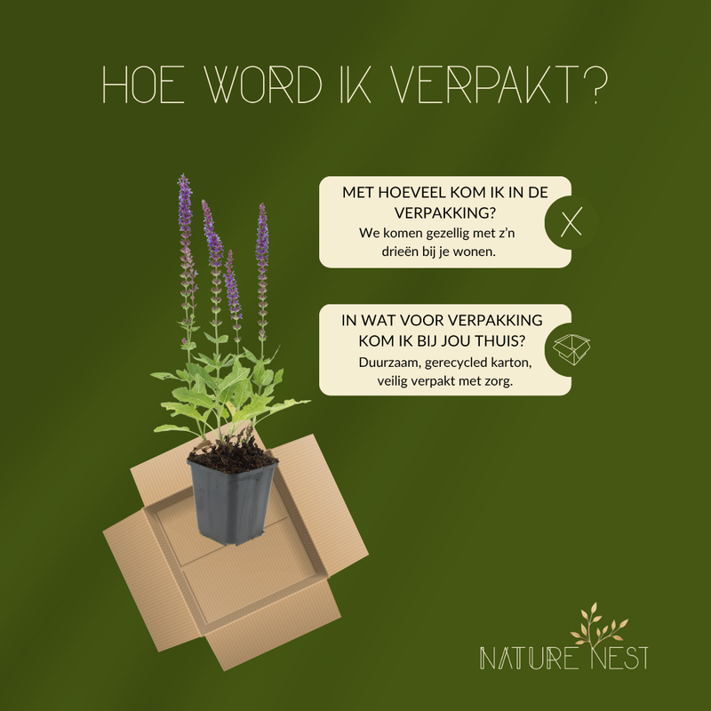 3 Salie planten | Salvia nemorosa 'Ostfriesland' | Tuinplanten | Planten