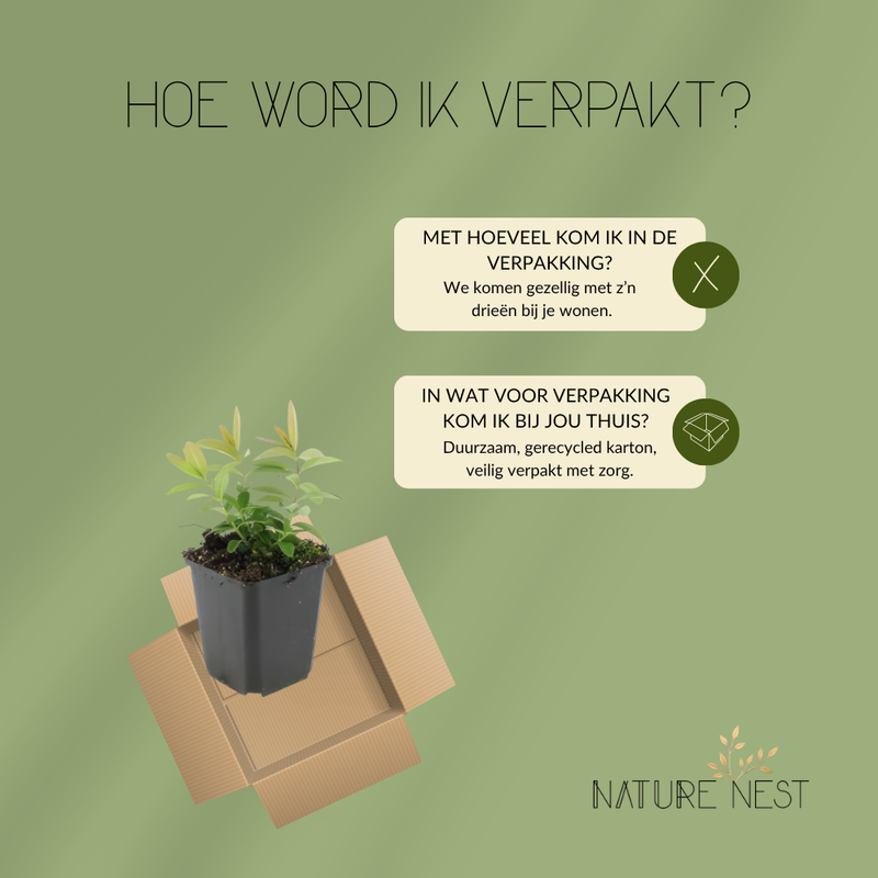 3 Sint-Janskruid Planten | Hypericum calycinum | Tuinplanten | Planten