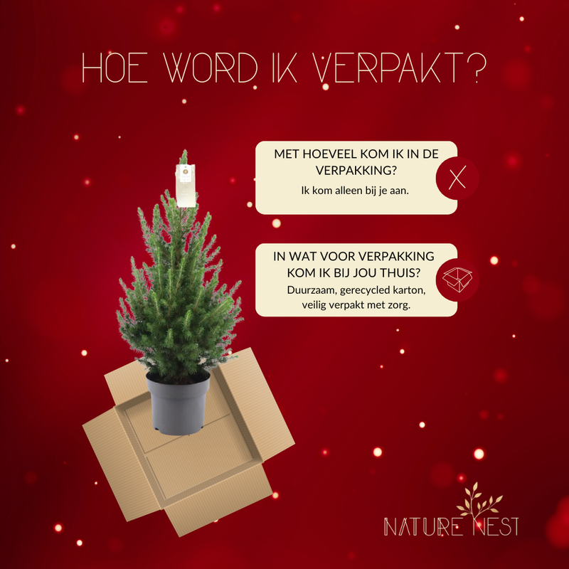 Kerstboom | 1x Picea Conica 'December' | 19 cm Ø | 60 cm ↕