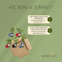 Bio Fruitplanten Mix 'Vruchten Oase' (5 stuks)