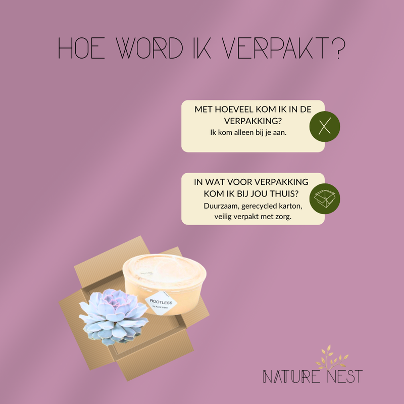 Echte Succulent Lila in groene keramiek schaal - Ø12-14 cm ↕5 cm - 1x Echeveria Lilacina - vetplant