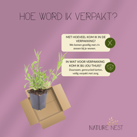 Verbena Bonariensis (6 stuks)