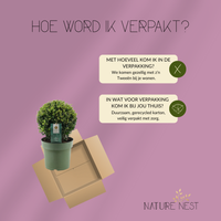 Ilex Crenata 'Jenny'