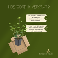 Hedera Hibernica (Atlantische Klimop)