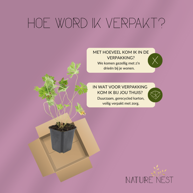 3 Ooievaarsbek Planten | Geranium 'Rozanne' | Tuinplanten | Planten