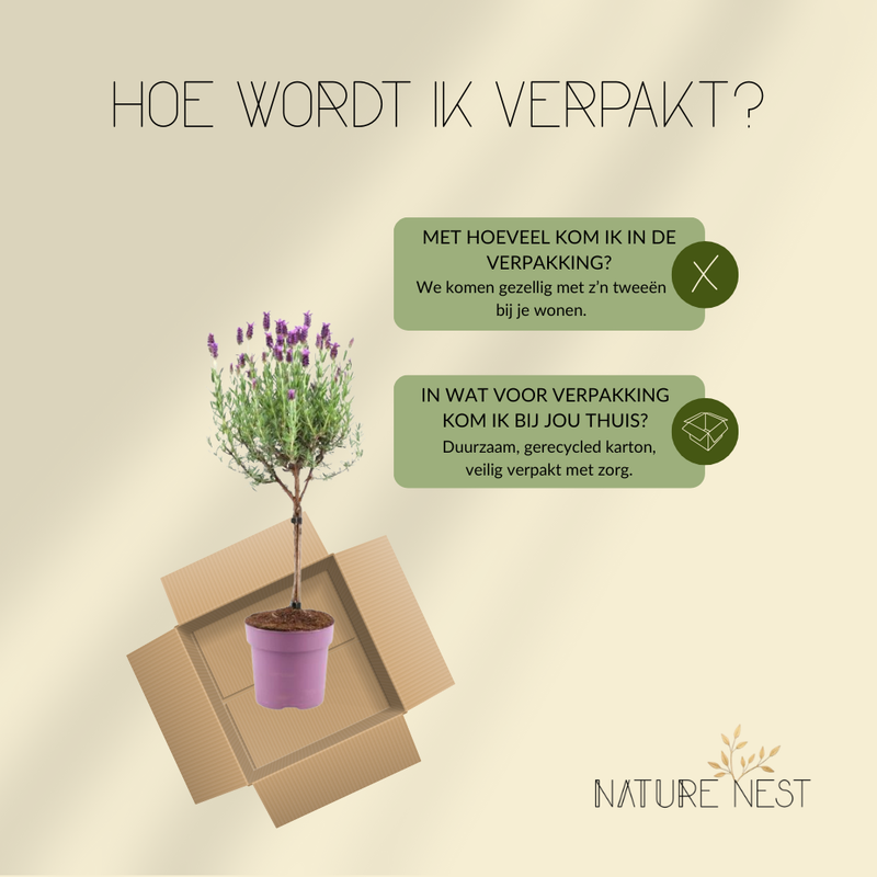 Set van 2 Franse lavendelplanten op stam |  2 x Ø15 cm - ↕50 cm | Planten