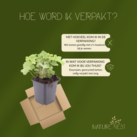 12 Vrouwenmantel Planten | Alchemilla mollis | Tuinplanten | Planten