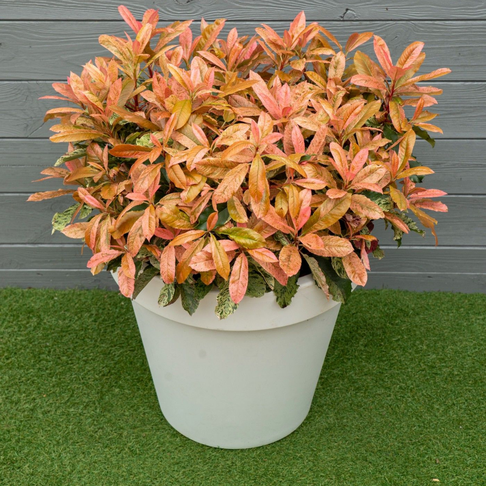 Photinia serratifolia Pink Crispy (Glansmispel Pink Crispy) Set van 3, wintergroene heester