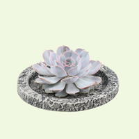 1 Succulent ‘Echeveria Lilacina’ Ø12–14 cm ↕5 cm