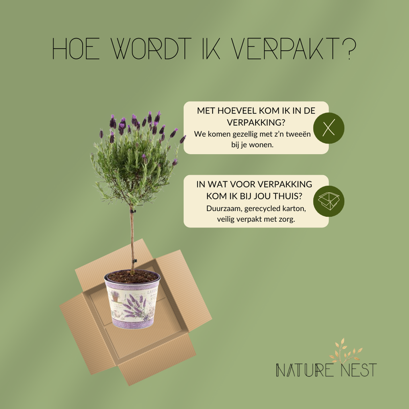 Set van 2 Franse lavendel op stam in sierpot 'Deluxe' | 2 x Ø15 cm - ↕50 cm