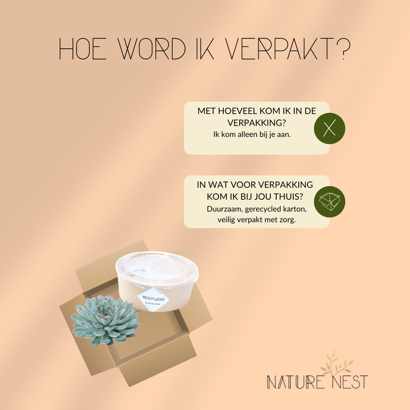 Echte Succulent groen in rode keramiek schaal - Ø12-14 cm↕5 cm - 1x Echeveria Pulidonis - vetplant