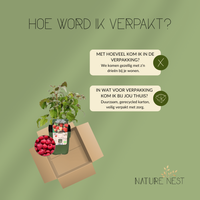 3 Frambozenplanten | 100% Biologische fruitplanten | frambozen | tuinplanten