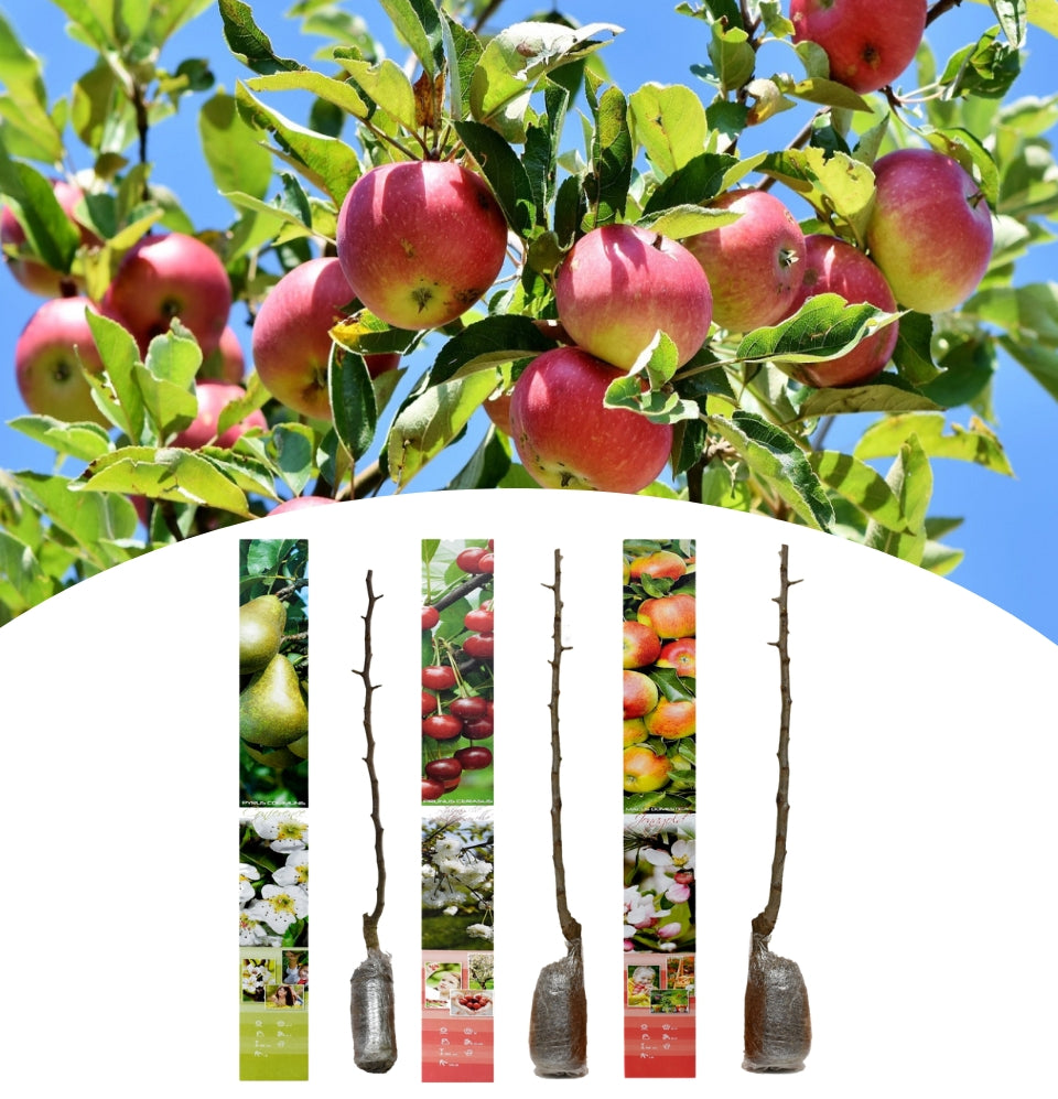 Set of 3 fruit trees - 1x Jonagold, 1x Conference, 1x Schattenmorelle