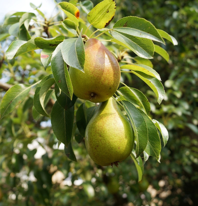 NatureNest - Set van 3 fruitbomen - 1x Jonagold, 1x Conference, 1x Schattenmorelle