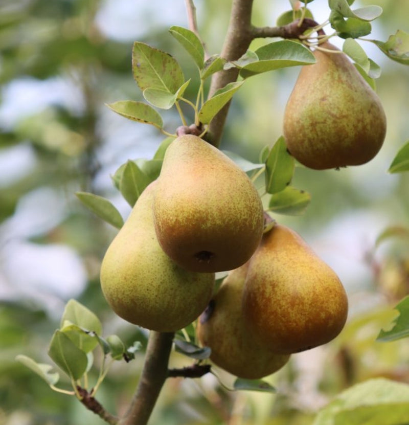 Set of 5 Fruit Trees - Apple - Pear - Cherry - Plum - Peach