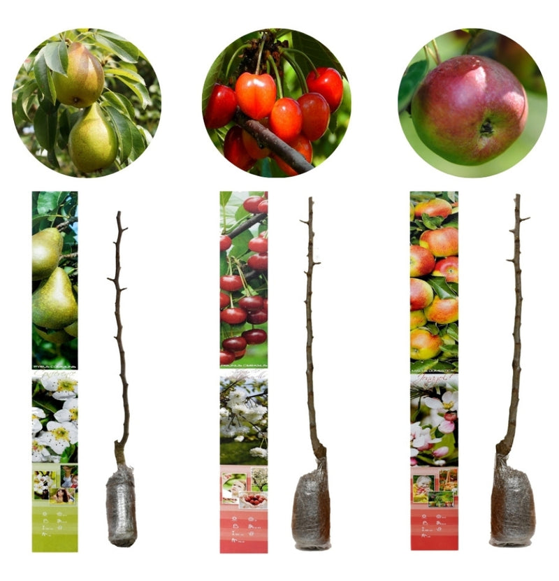 NatureNest - Set van 3 fruitbomen - 1x Jonagold, 1x Conference, 1x Schattenmorelle