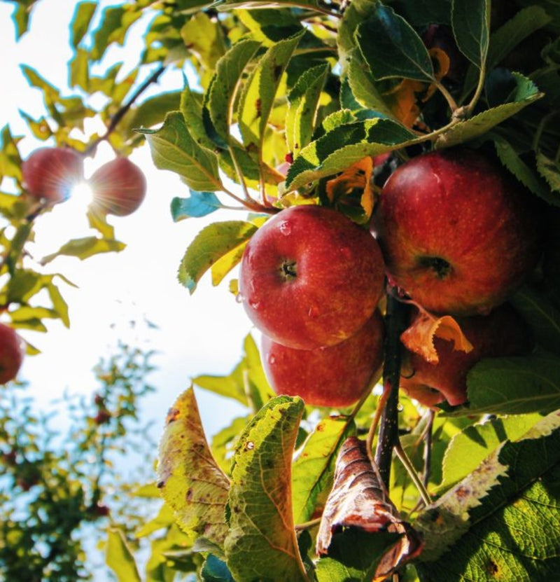 NatureNest - Set van 3 fruitbomen - 1x Jonagold, 1x Conference, 1x Schattenmorelle